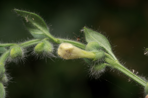 Scutellaria albida, photograph 6