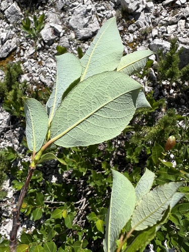 Silesian willow (Salix silesiaca)