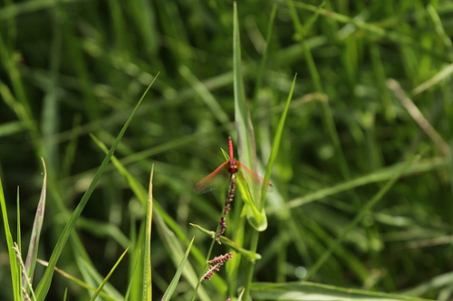 Red-veined Dropwing