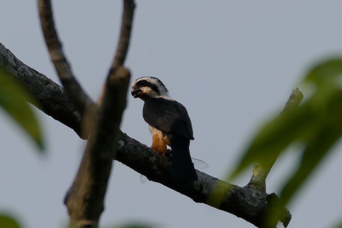 Collared Falconet