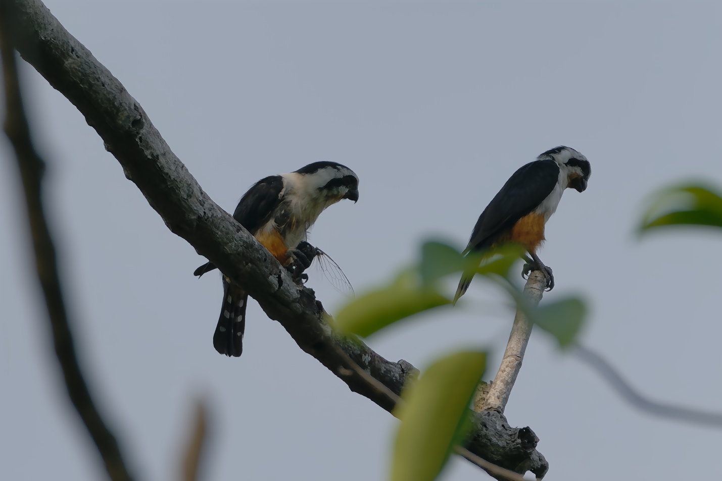 Collared Falconet