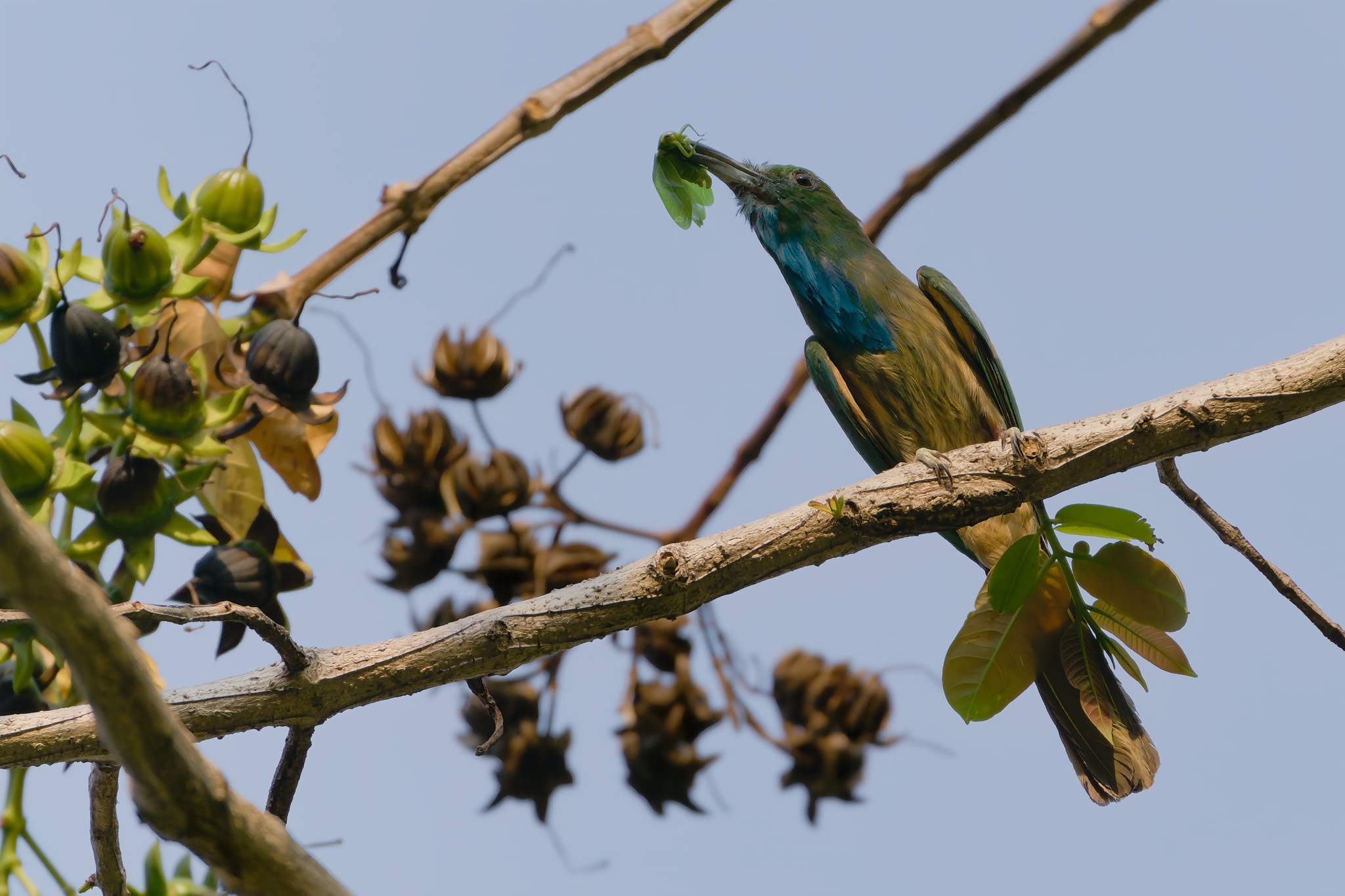 Blue-bearded Bee-eater