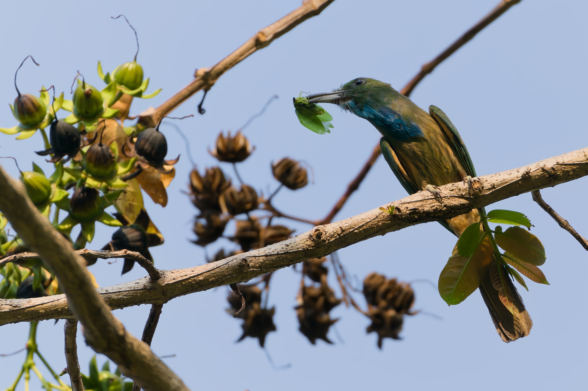Blue-bearded Bee-eater