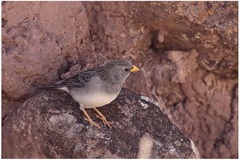 Rhopospina alaudina