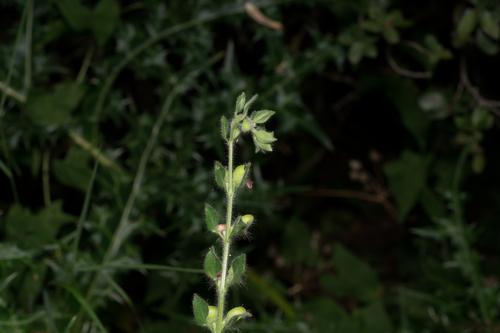 Scutellaria albida, photograph 4