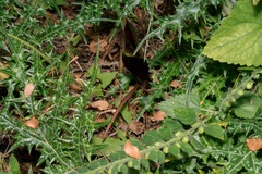 Biarum tenuifolium, photograph (c) Eleftherios Katsillis, some rights reserved (CC BY)