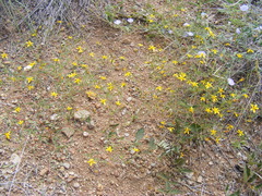 Pectis filipes subnuda