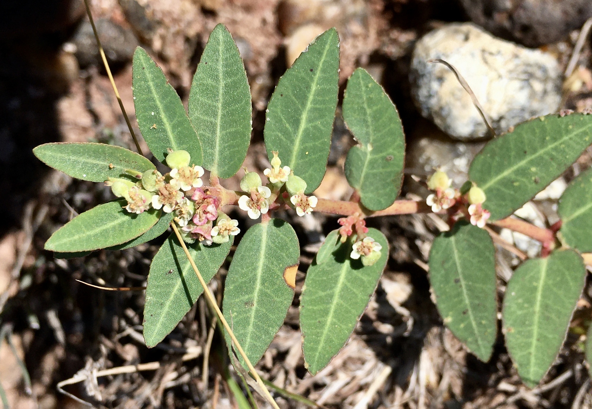 Euphorbia selloi