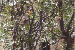 Phacellodomus striaticeps