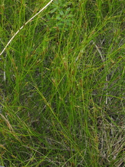 Rhynchospora capillacea