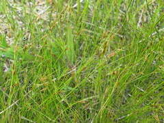 Rhynchospora capillacea