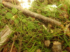 Poa imbecilla