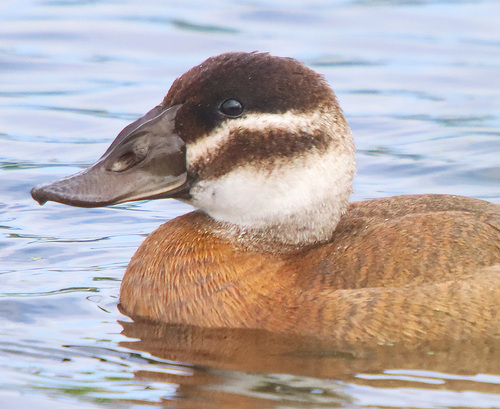 White-headed Duck, photo 4 of 9