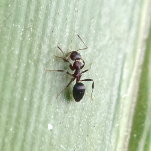 Lepisiota pulchellaLepisiota pulchella