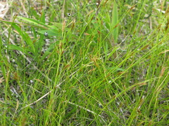 Rhynchospora capillacea