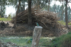 Alcedo atthis