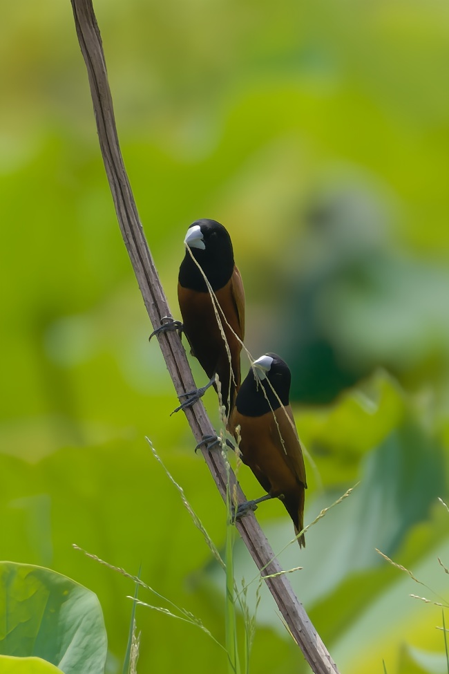 Chestnut Munia