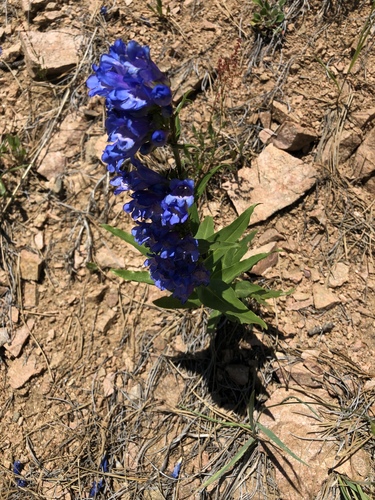 Penstemon glaber var. brandegeei
