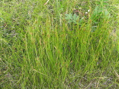 Rhynchospora capillacea