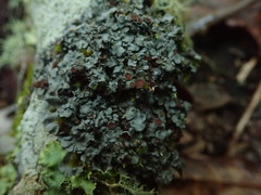 Degelia duplomarginata