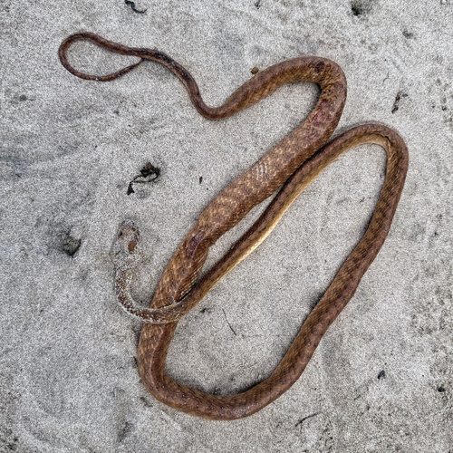 Brown Tree Snake sighting