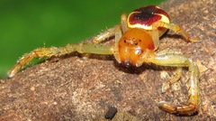 Stephanopoides simoni