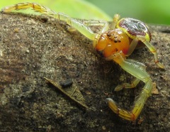 Stephanopoides simoni