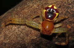 Stephanopoides simoni