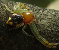 Stephanopoides simoni