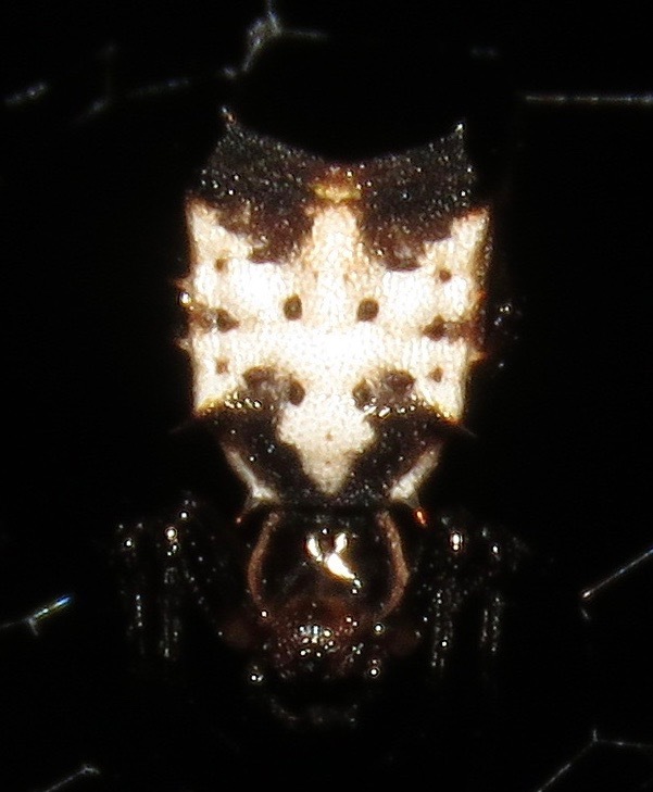 Micrathena aureola