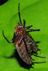 Micrathena clypeata