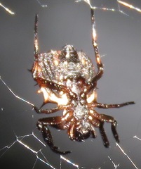 Micrathena aureola