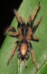 Cyriocosmus