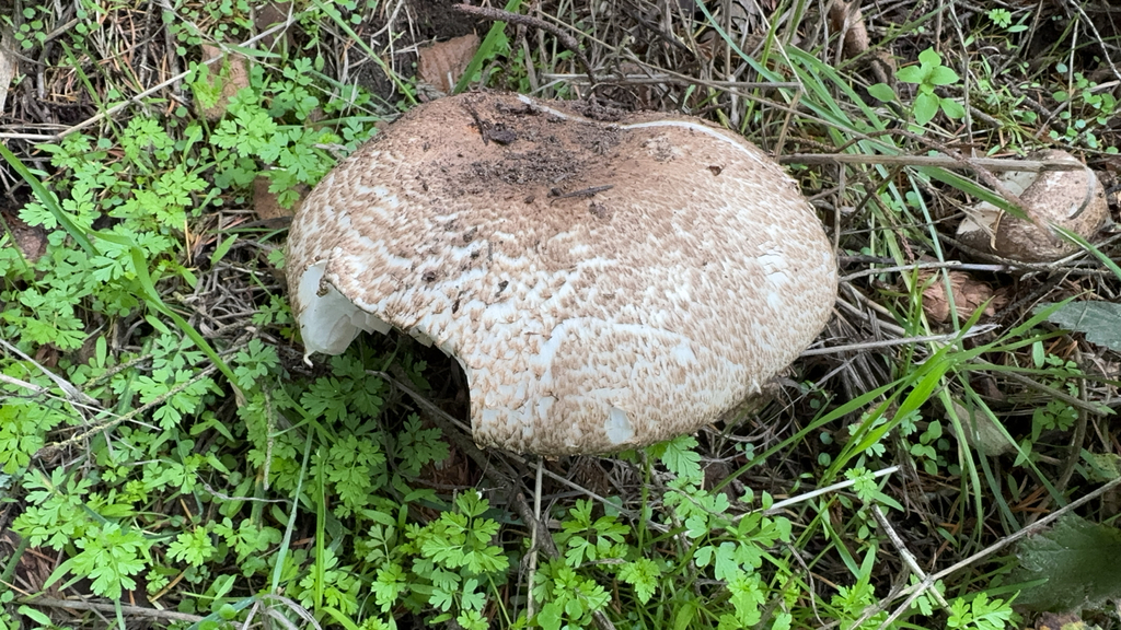 Agaricus augustus · November 2025 · photo: © dpcmiller (iNaturalist, cc-by)