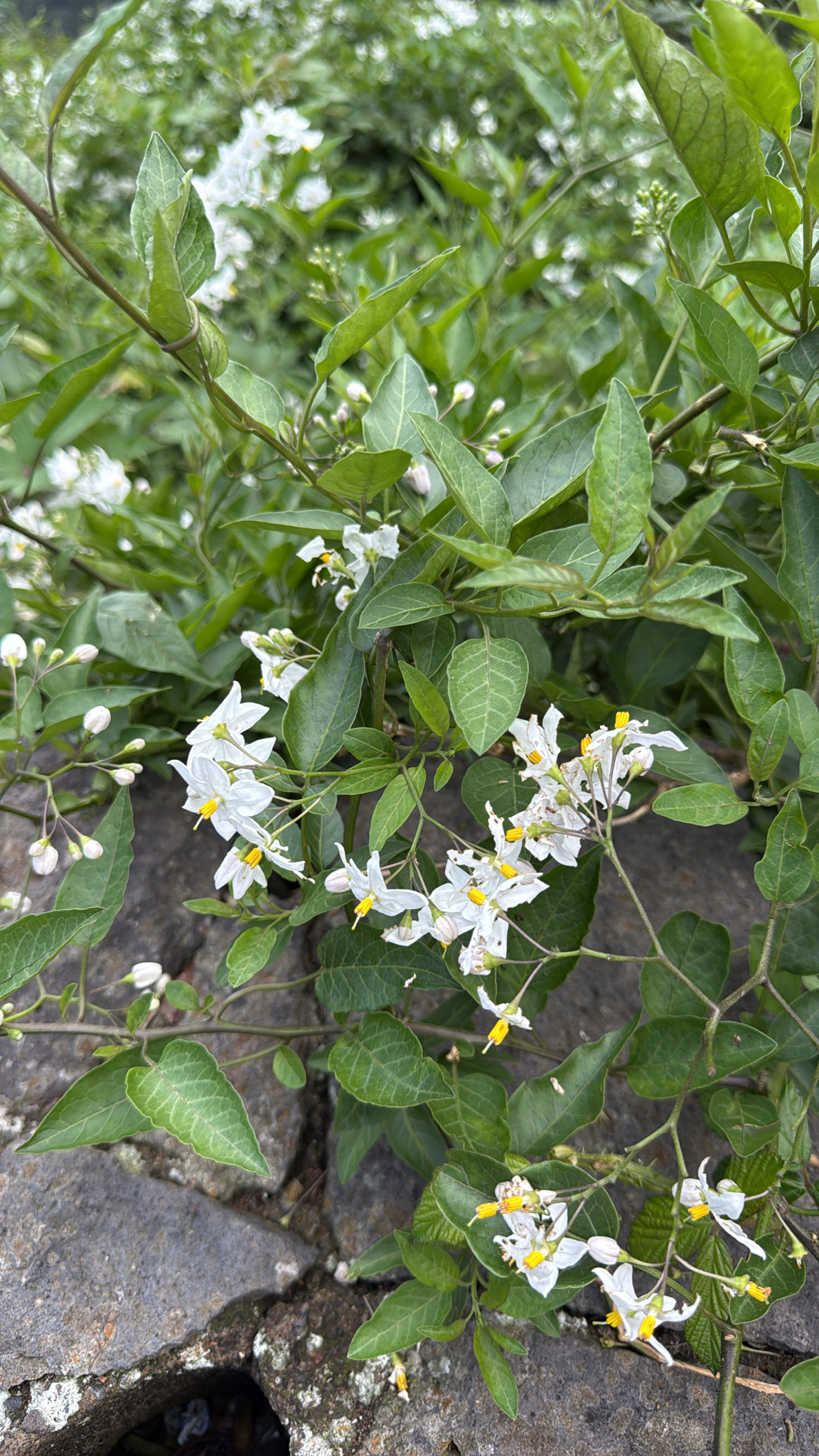 Solanum laxum