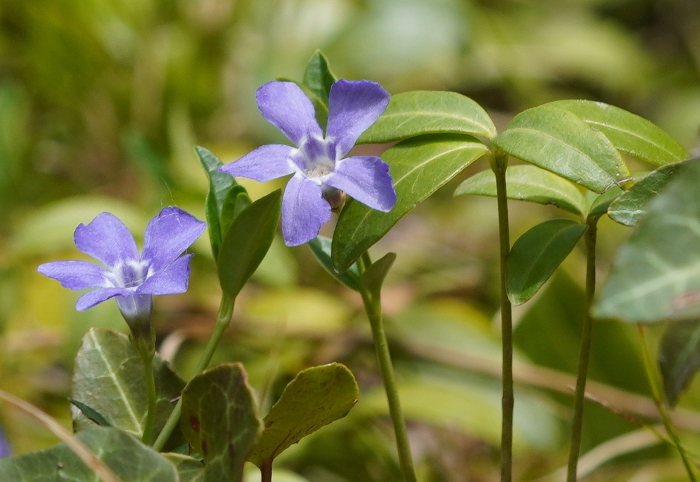 Vinca minor