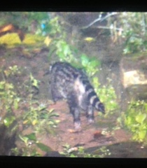 Paradoxurus musangus