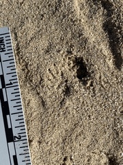 Dipodomys deserti