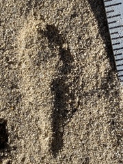 Dipodomys deserti