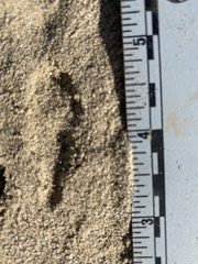 Dipodomys deserti