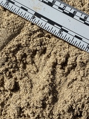 Dipodomys deserti