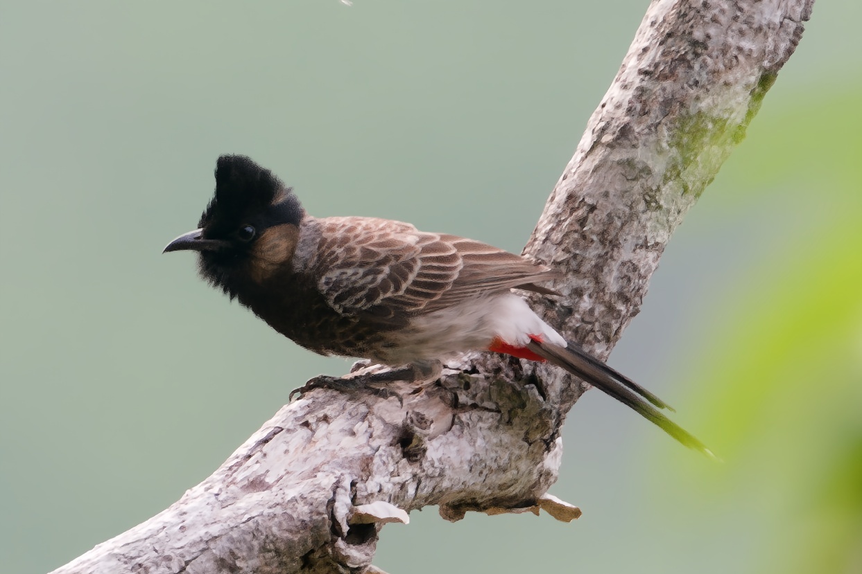 Red-vented Bulbul