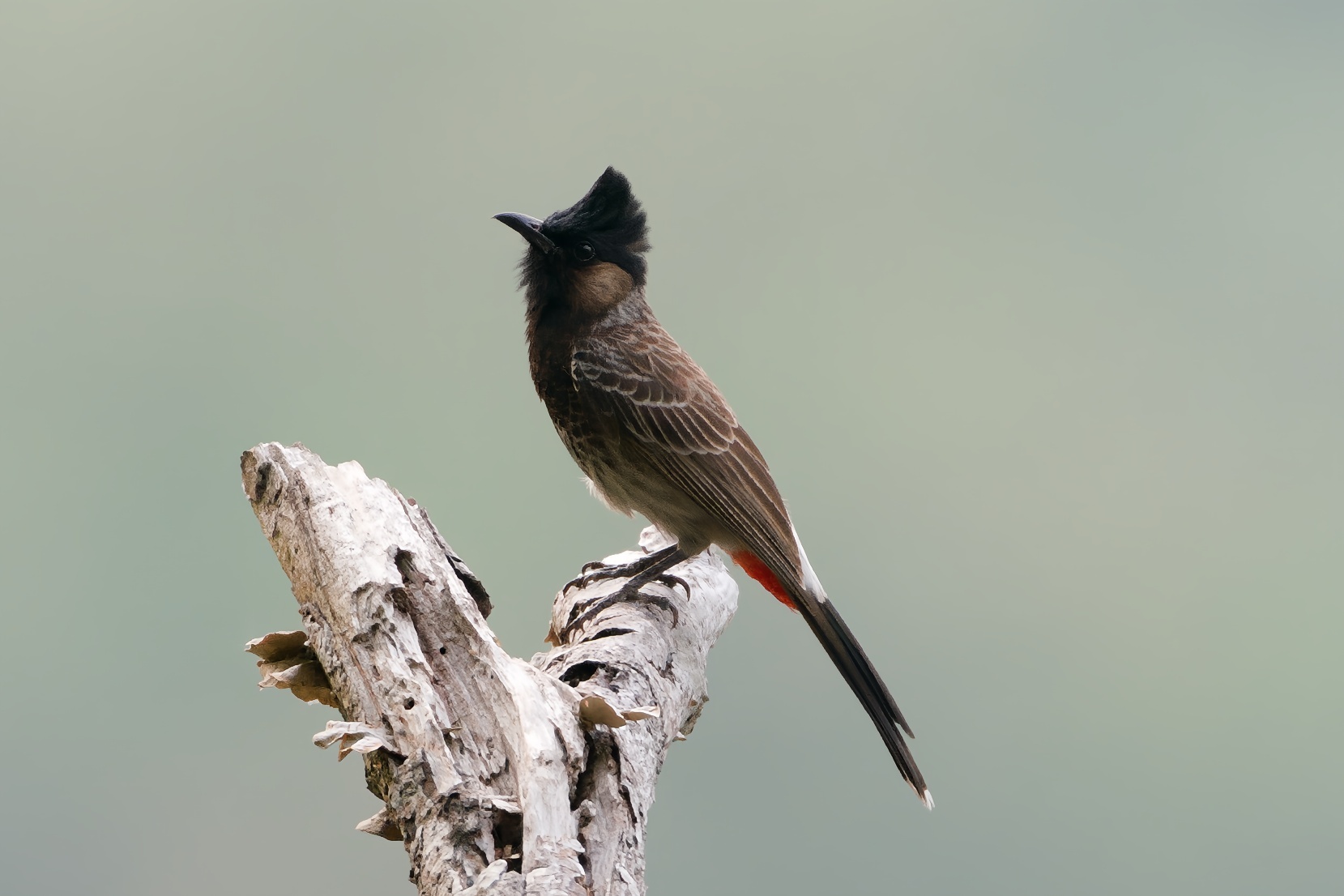 Red-vented Bulbul