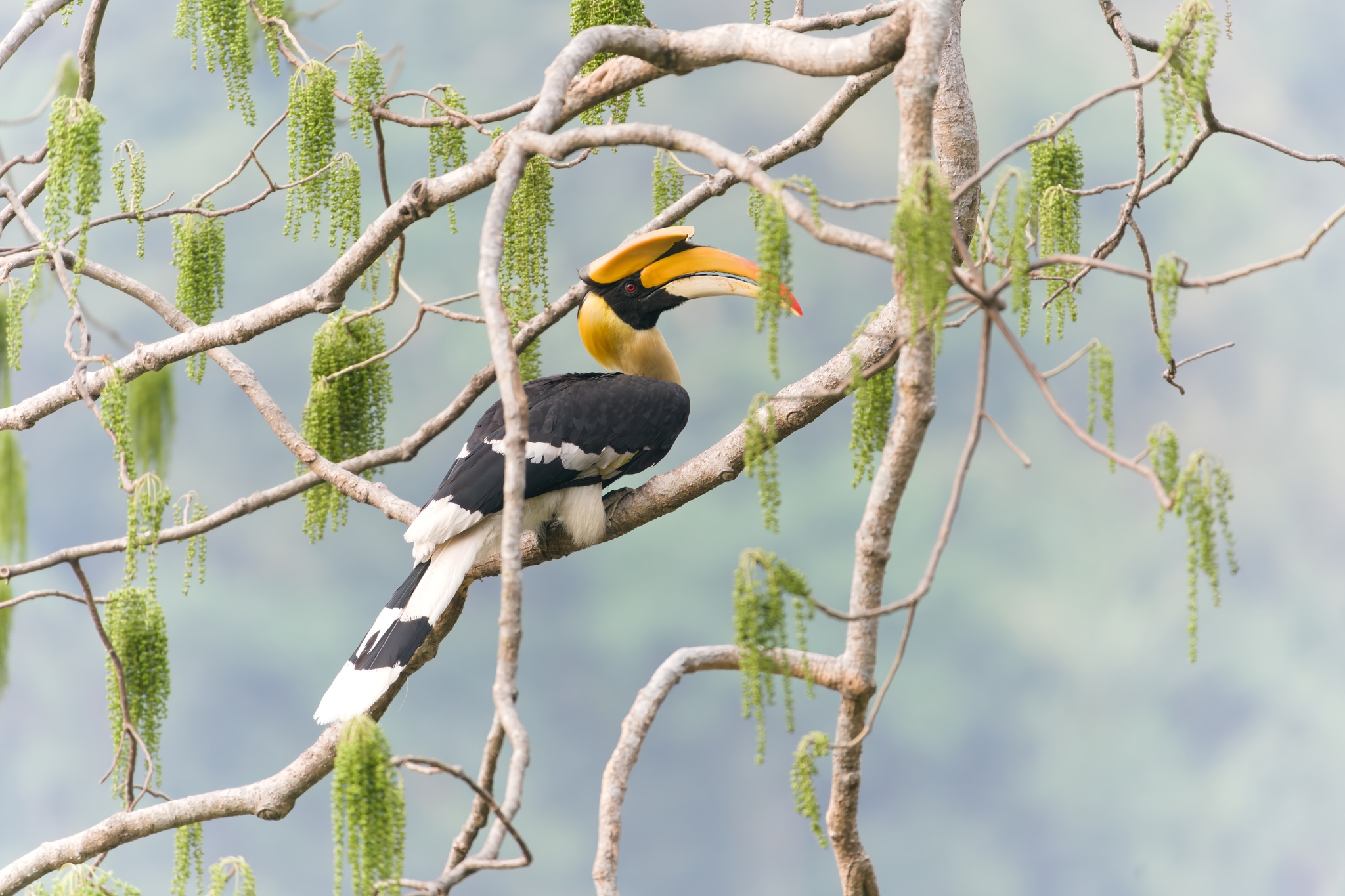 Great Hornbill
