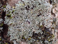 Physconia grumosa