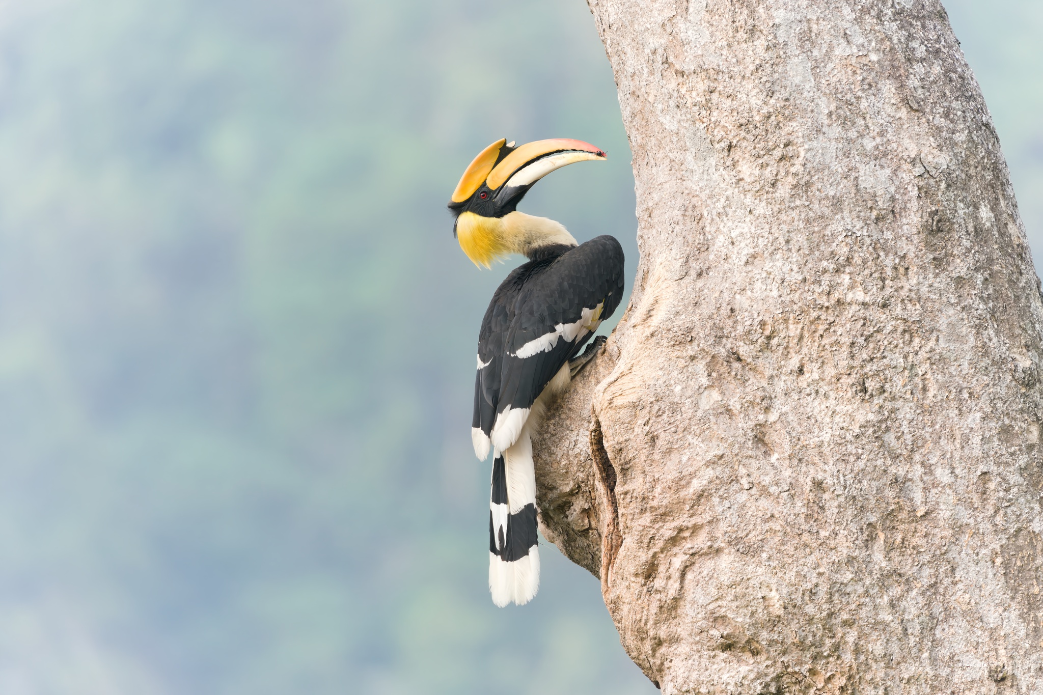 Great Hornbill