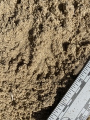 Dipodomys deserti