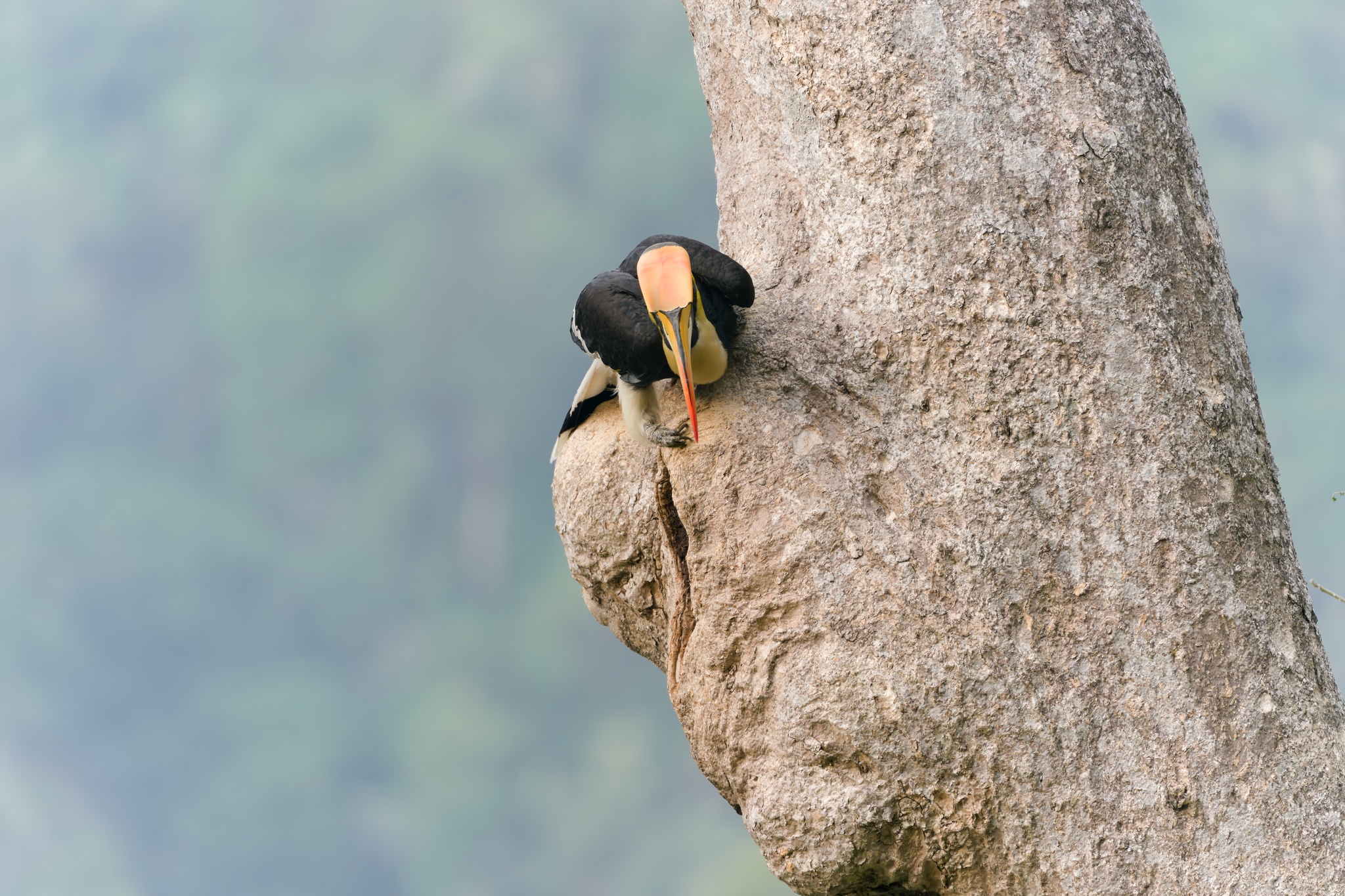 Great Hornbill