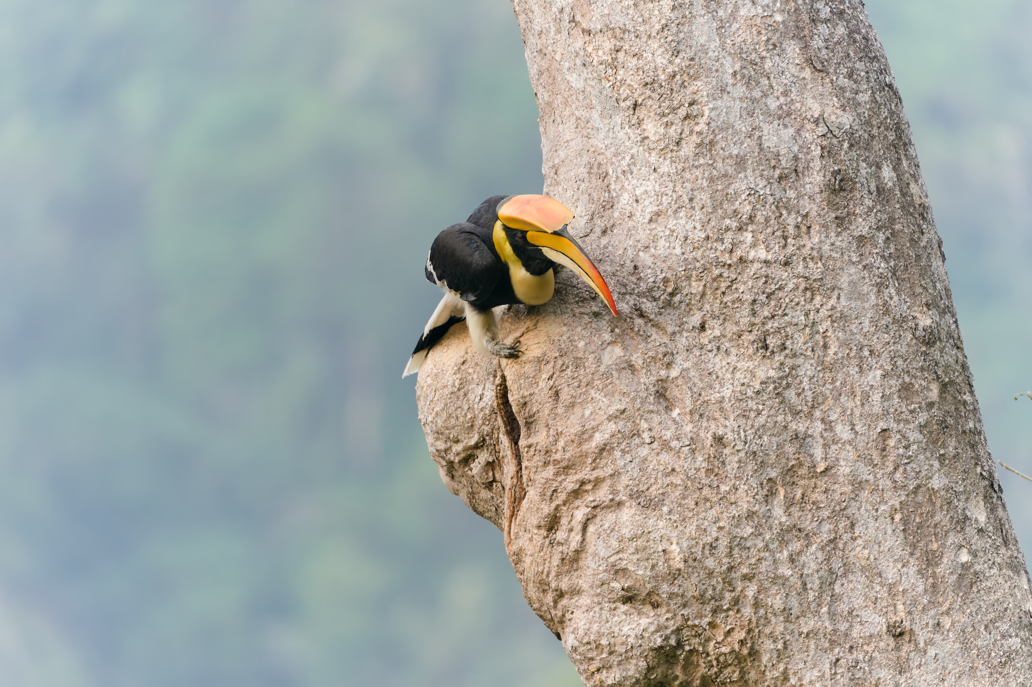 Great Hornbill