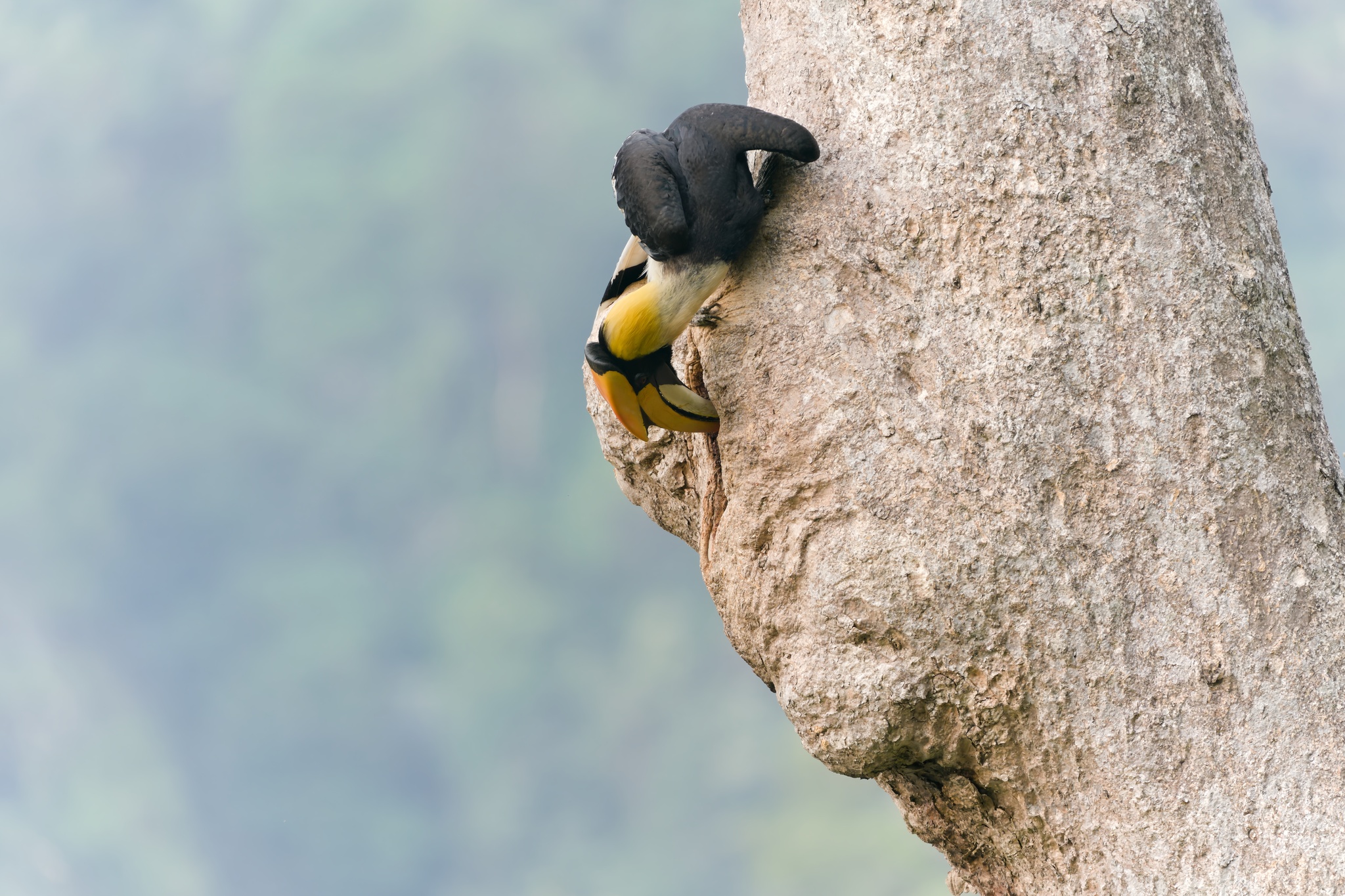 Great Hornbill